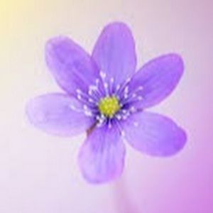 Meet your Posher, Kelsi